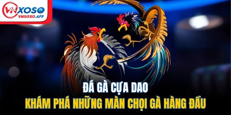 Đá Gà Cựa Dao - Khám Phá Những Màn Chọi Gà Hàng Đầu