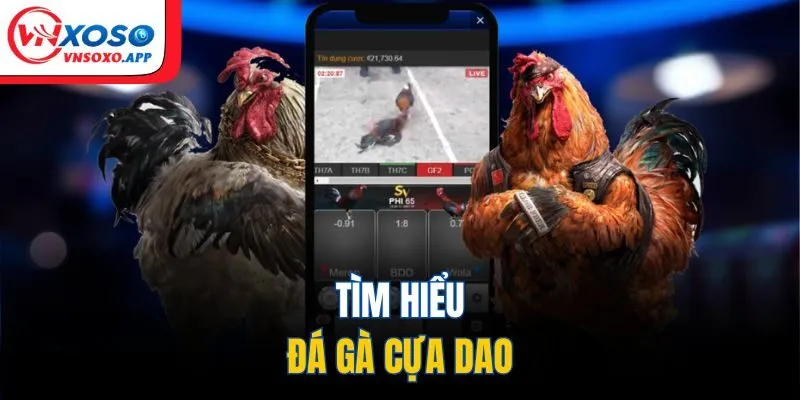 Tìm hiểu đá gà cựa dao