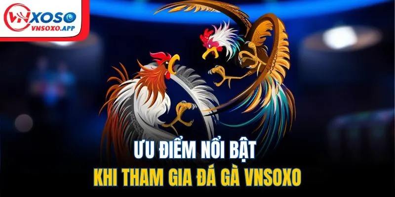 Ưu điểm nổi bật khi tham gia đá gà VNXOSO